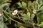 Sticky jointvetch